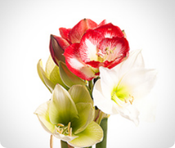 Amaryllis
