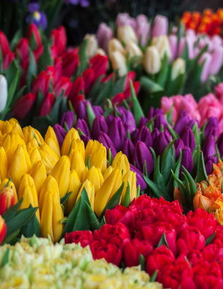 Découvrir notre catalogue de fleurs2