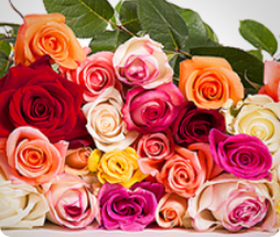 Roses